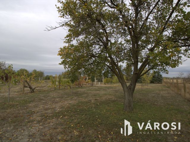 Eladó gyümölcsös Mezőmegyeren